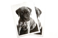 Two fine art photography prints featuring a black and white puppy portrait, printed by Clubcard Vancouver