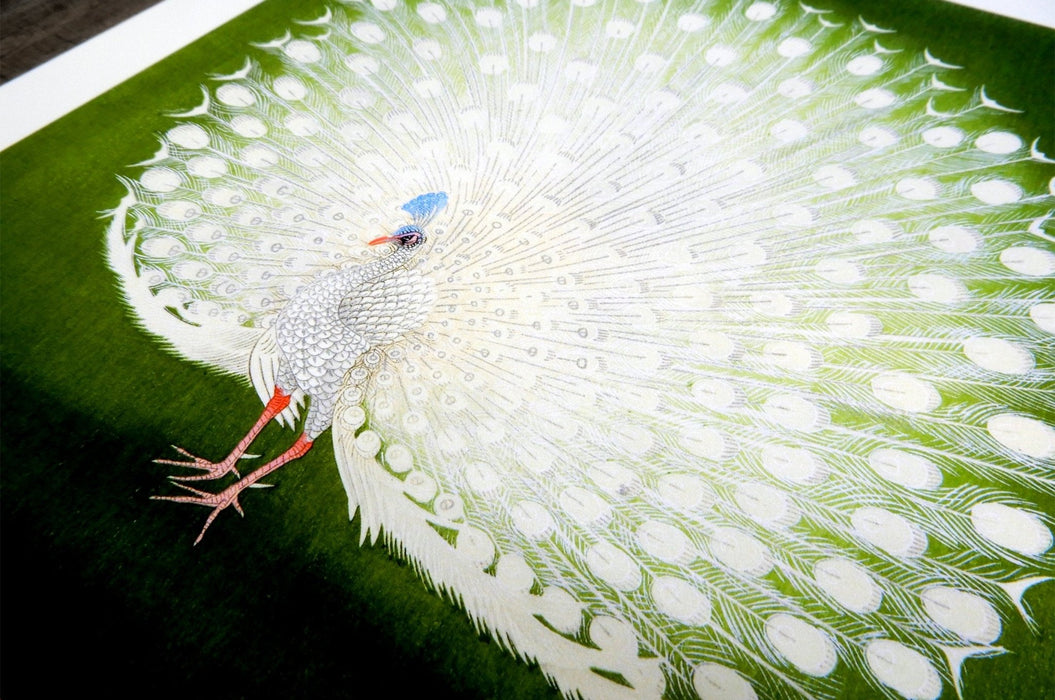 Fine art print sample featuring a white peacock with a full tail display on a green background, printed by Clubcard Vancouver