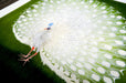 Fine art print sample featuring a white peacock with a full tail display on a green background, printed by Clubcard Vancouver