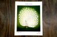 Fine art print sample featuring a white peacock illustration on a dark green background by artist Ohara Koson, printed by Clubcard Vancouver