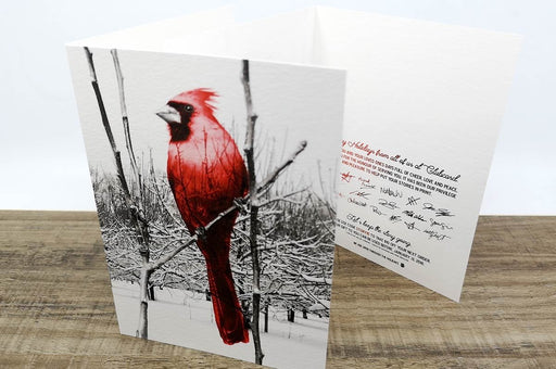 red finch illustration greeting card printed on 16pt bamboo card stock